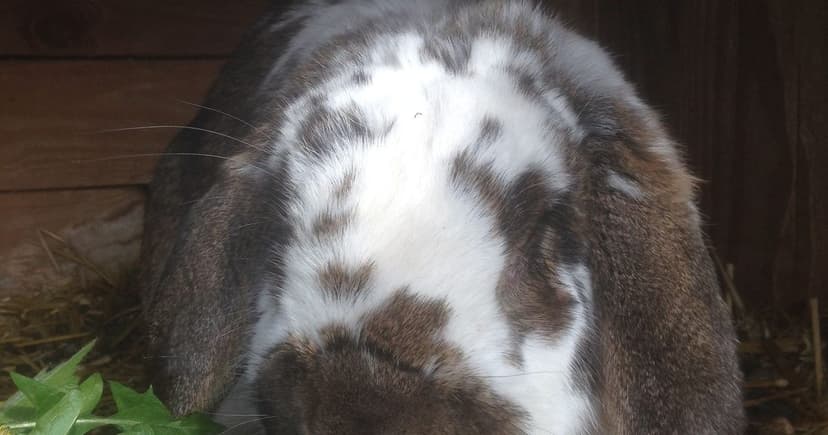 What Does PETA Beauty Without Bunnies Mean? Cruelty-Free Lists vs Leaping Bunny