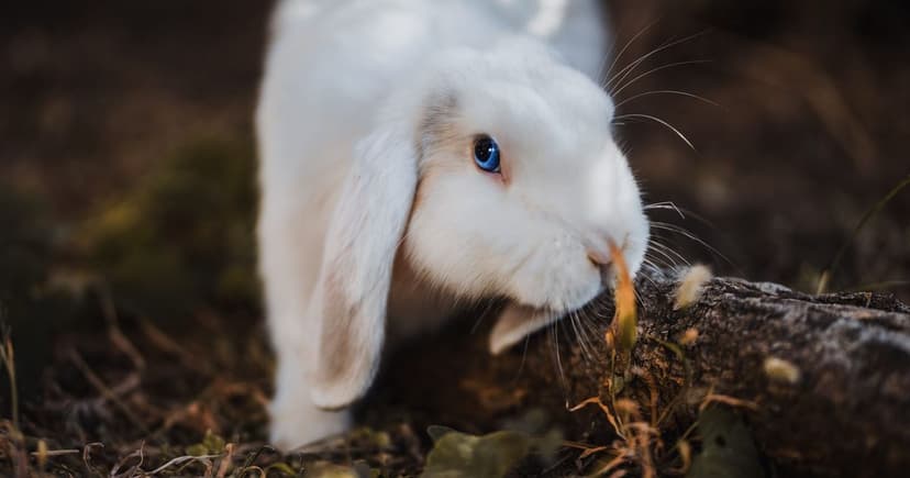 What Does Leaping Bunny Cruelty Free Mean? Supplier Monitoring Explained