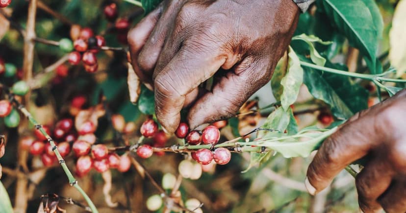 What Does Fair Trade Mean? Marks Differ: Fairtrade International vs Fair Trade USA