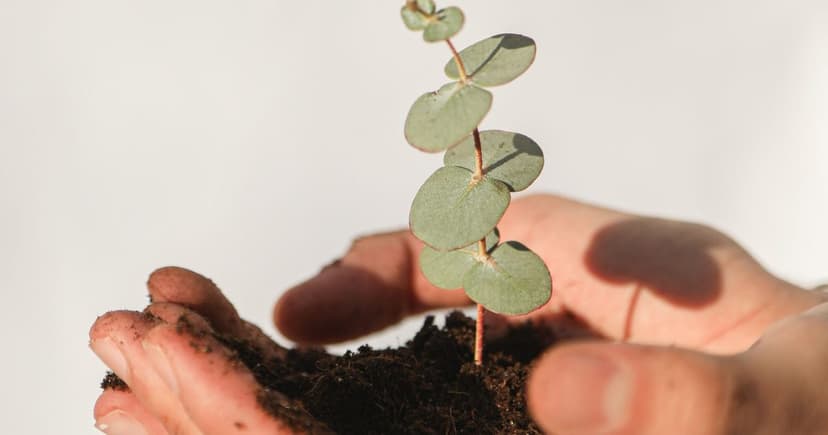 What Does Regenerative Organic Certified Mean? Beyond USDA Organic